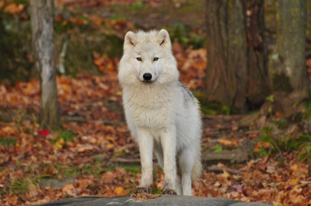 wolf