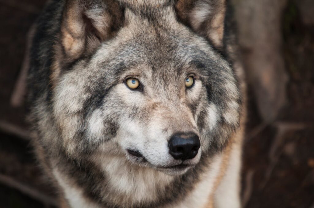 Gray Wolf
