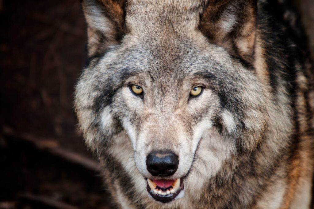 Gray Wolf