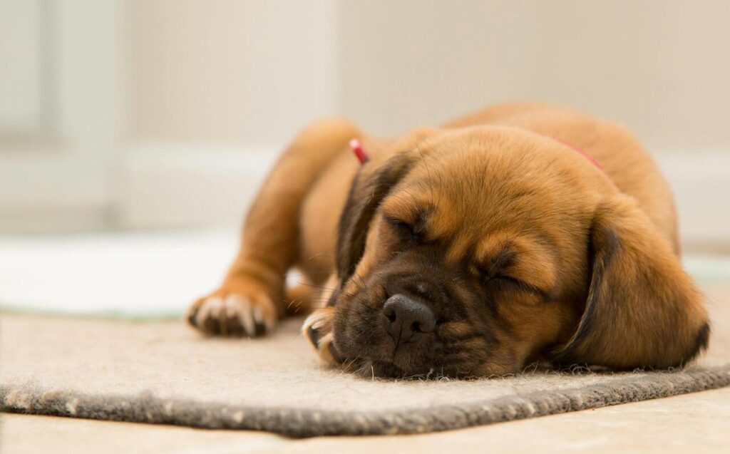 dog sleep