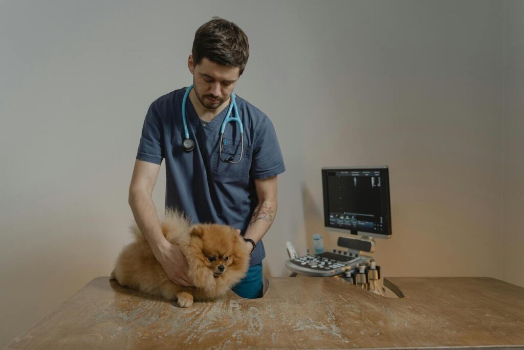 dog vet
