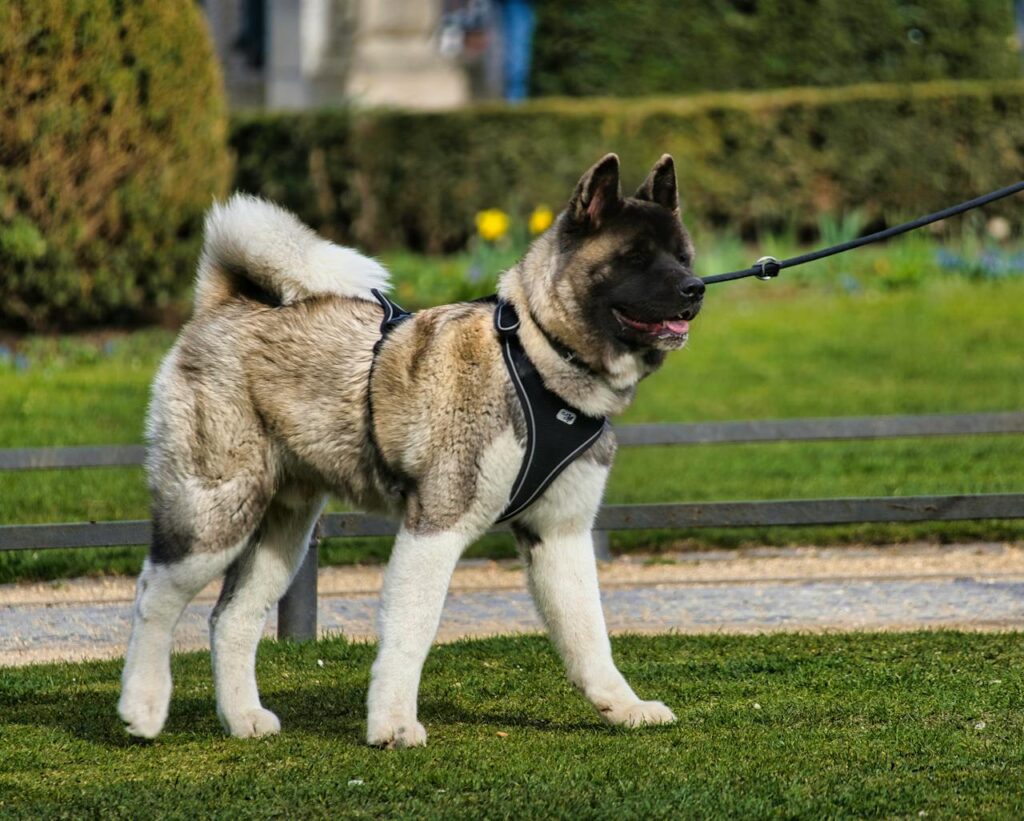 american akita