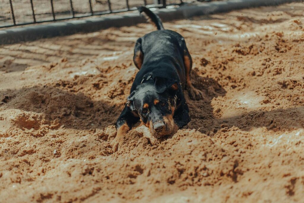 dog dig