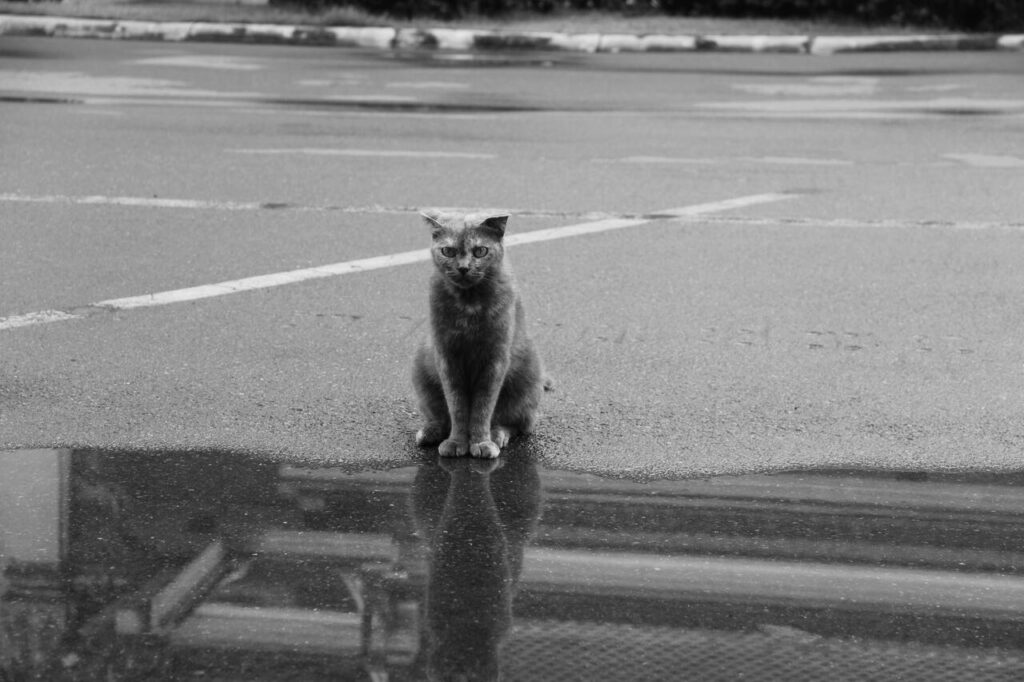 sad cat