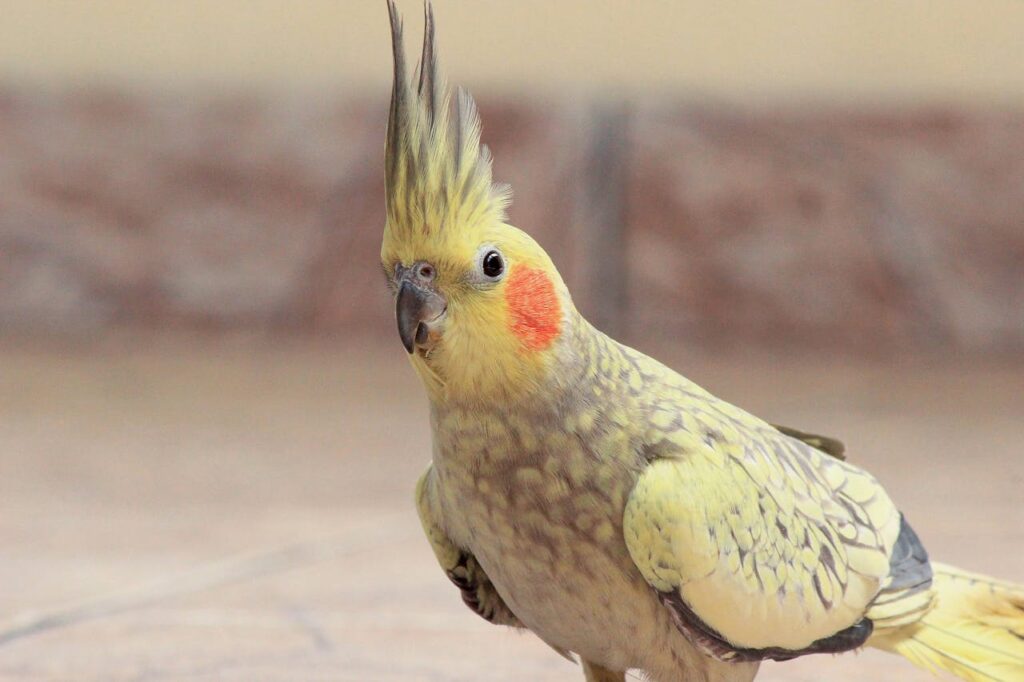 -cockateil