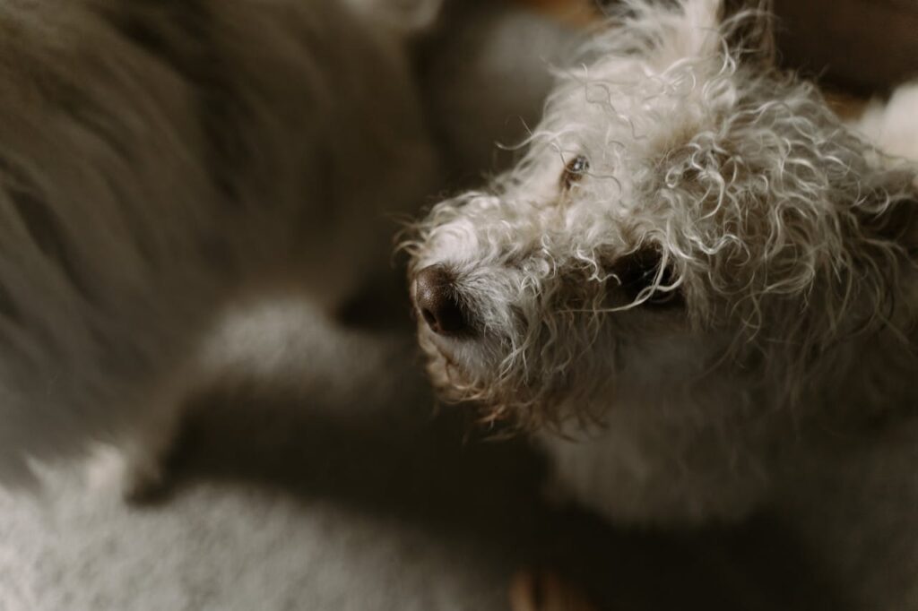 dog