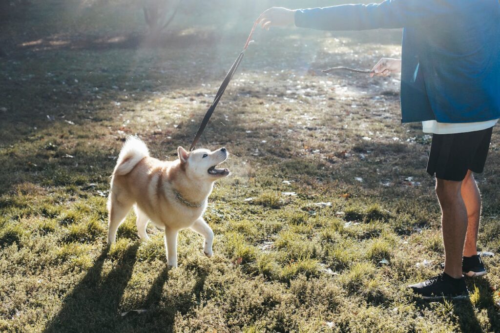 faceless-young-guy-training-purebred-dog-on-lawn-in-park