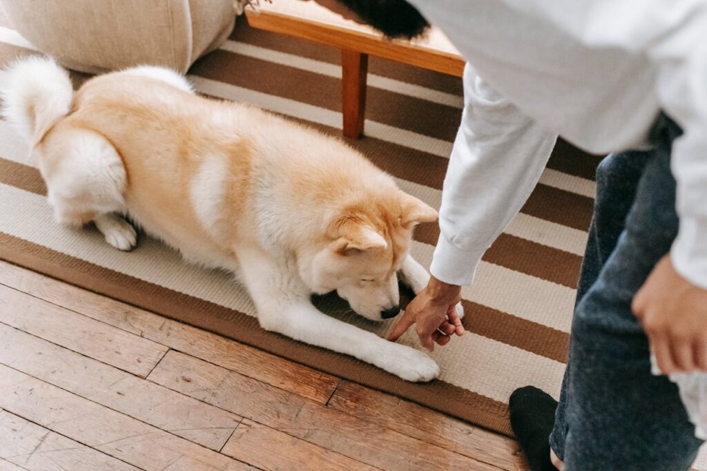 dog