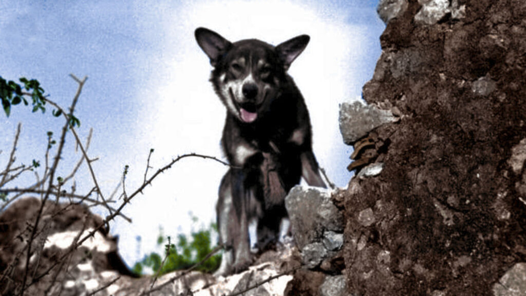 Colorized pic of Chips