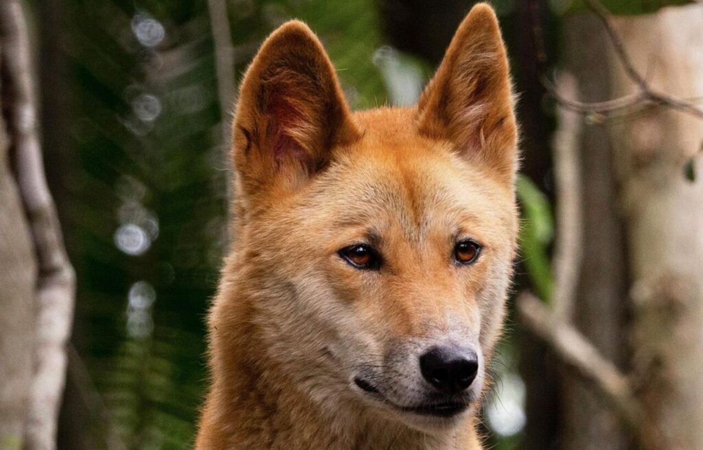 Close-up of a dingo with reddish fur in a forest setting.