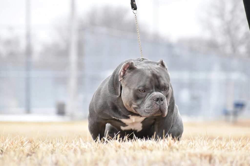 pitbull