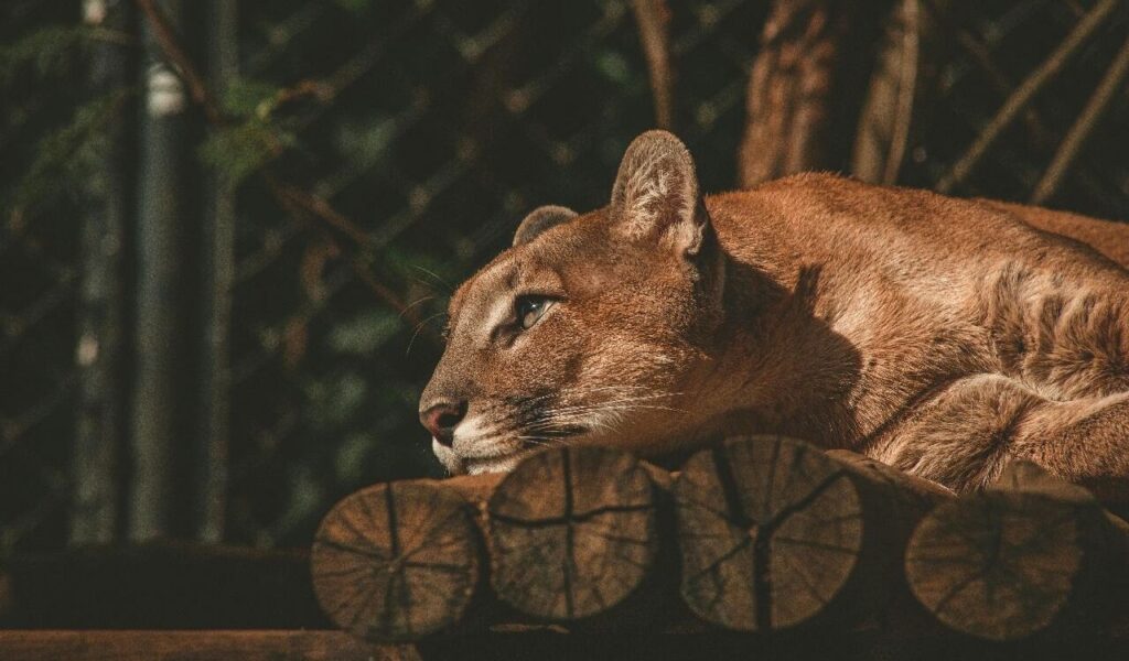 Cougar lying on stacked logs, gazing off to the side.