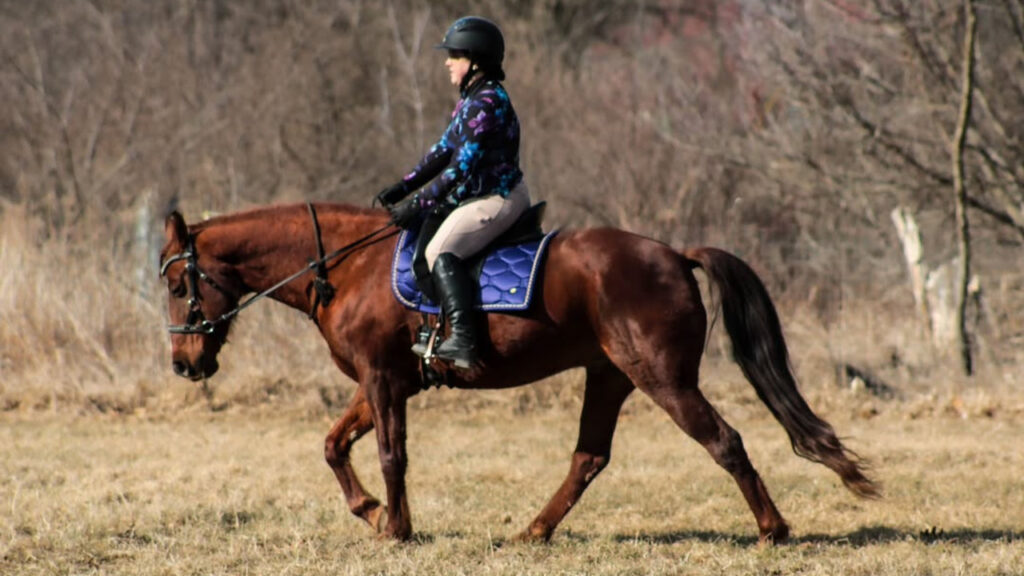 Gaited horse