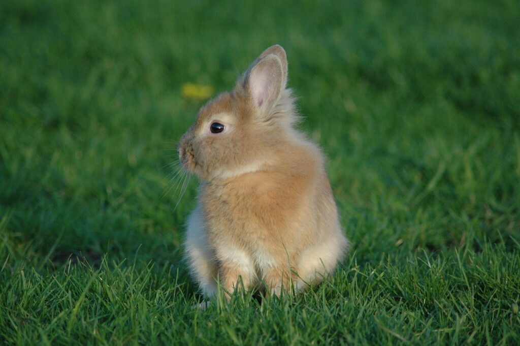 rabbit