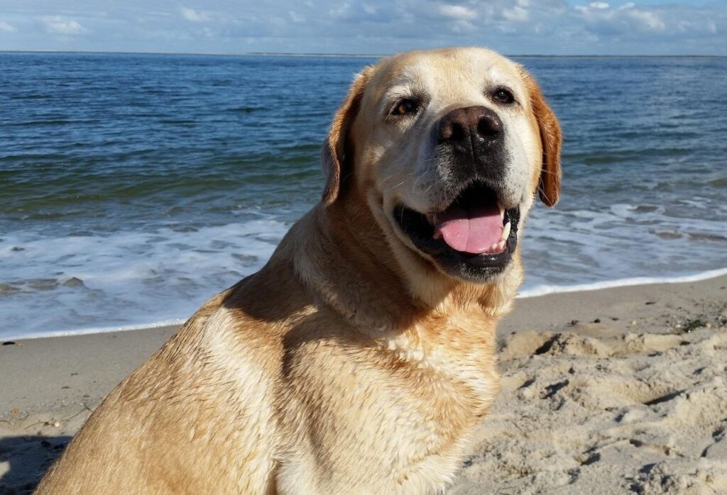 Happy Labrador