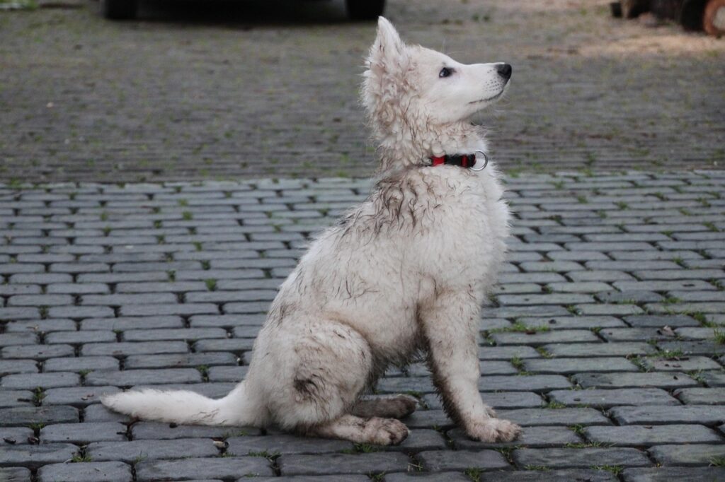 puppy-3512009_1280