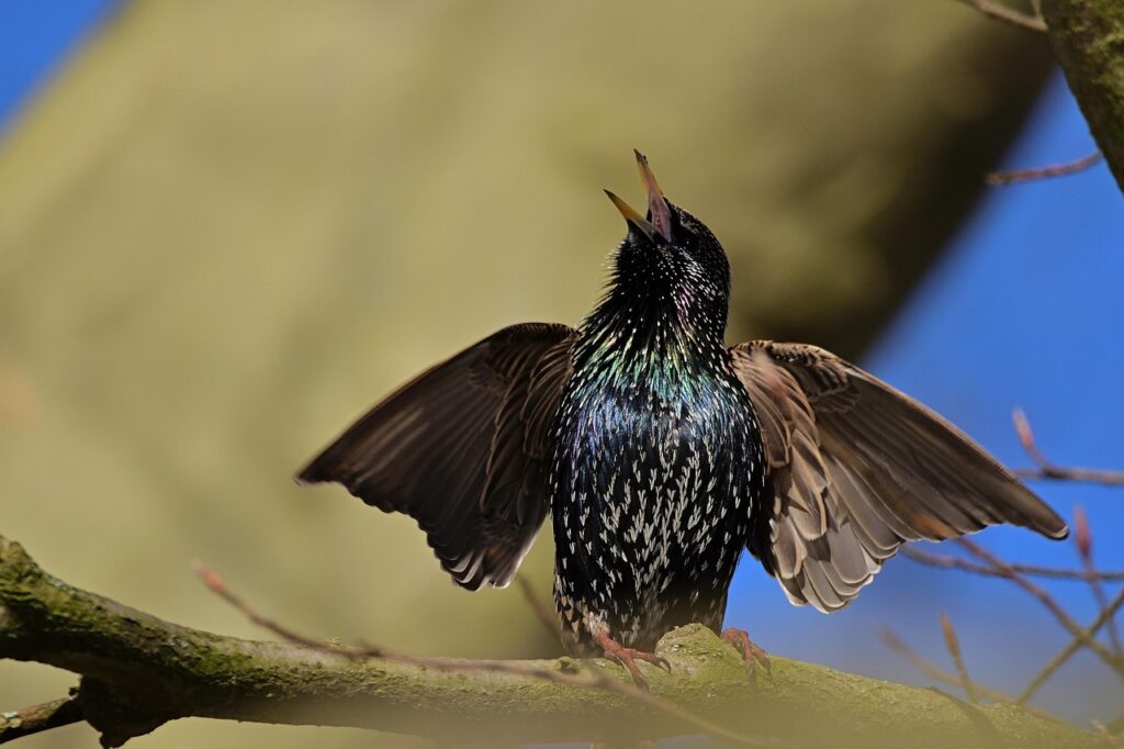 Bird singing at dawn