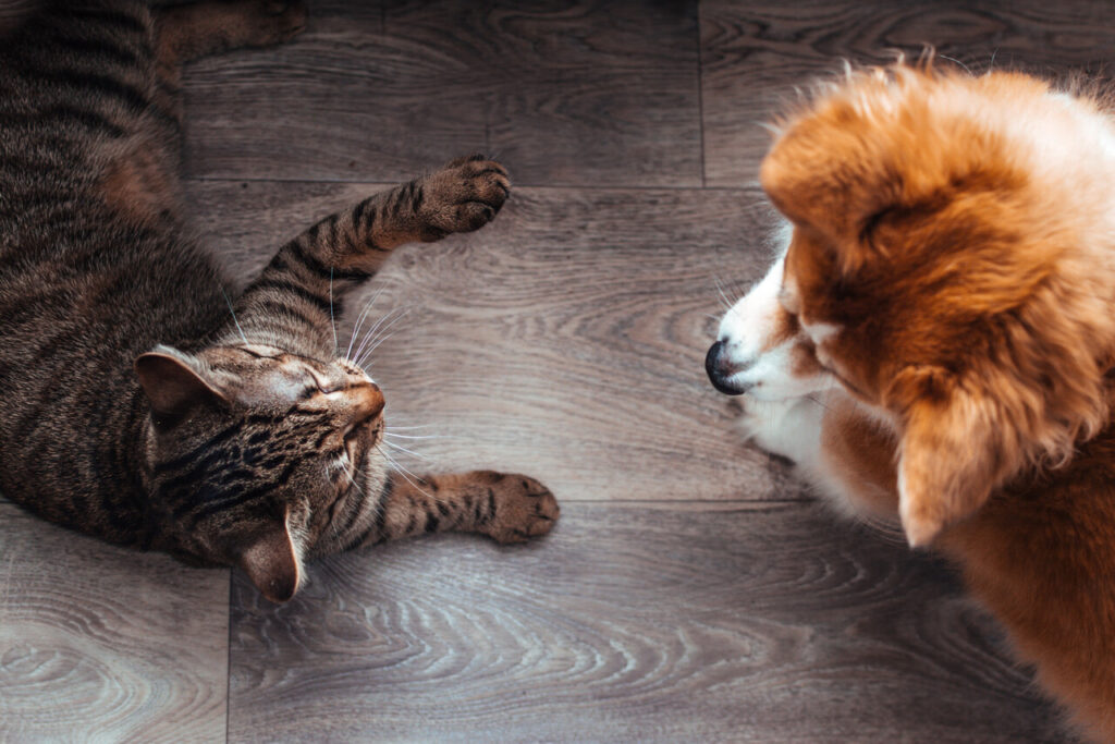 7 Things You Should Never Do When Introducing Your Dog to a New Pet