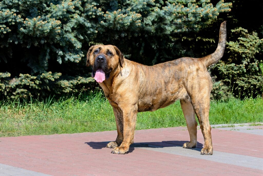 dogo-canario-or-presa-canario-a-dog