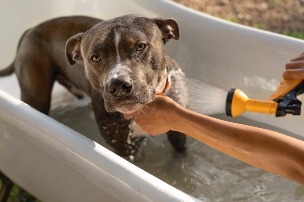 Dog Bath