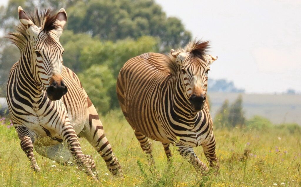 Hartmann Zebras Racing