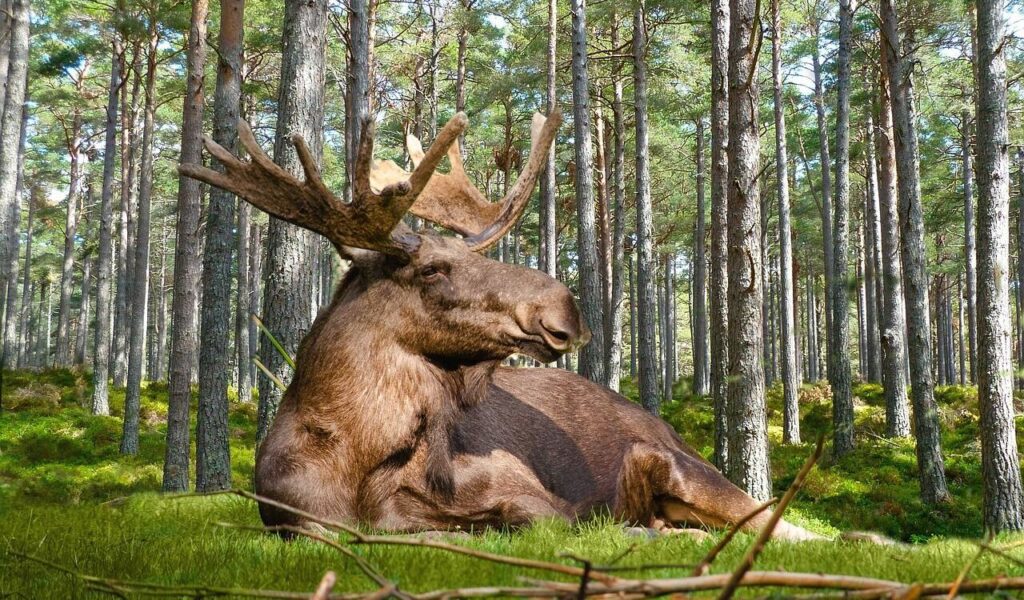 Moose resting on moss in a sunlit forest.