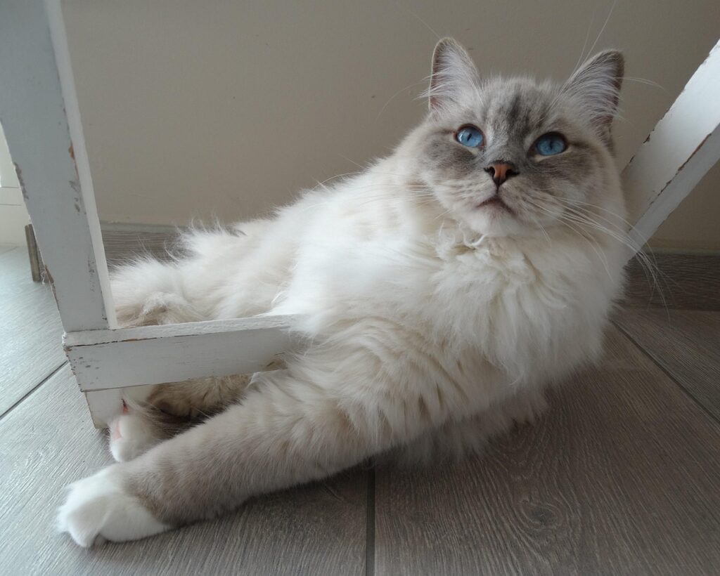 ragdoll