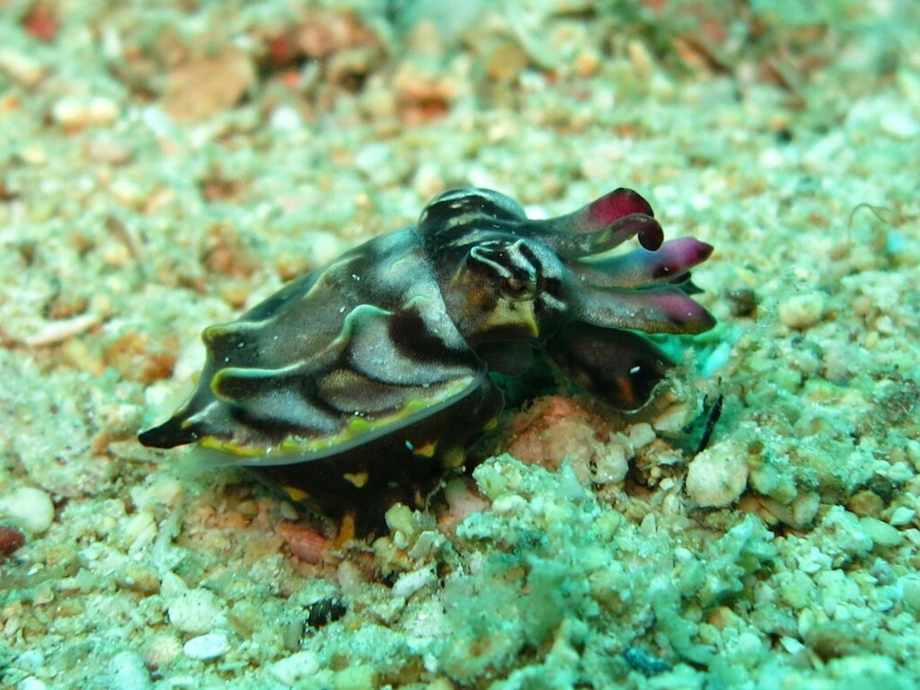 flamboyant-cuttlefish-1537987_1280