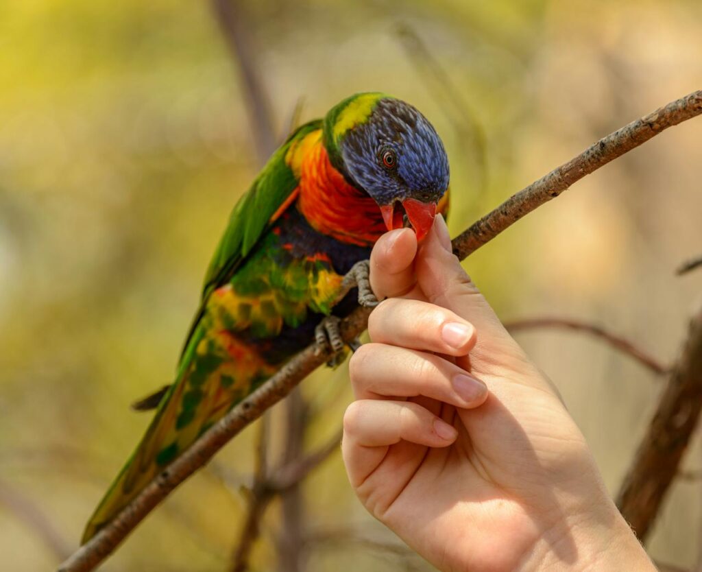 Aviary Bird