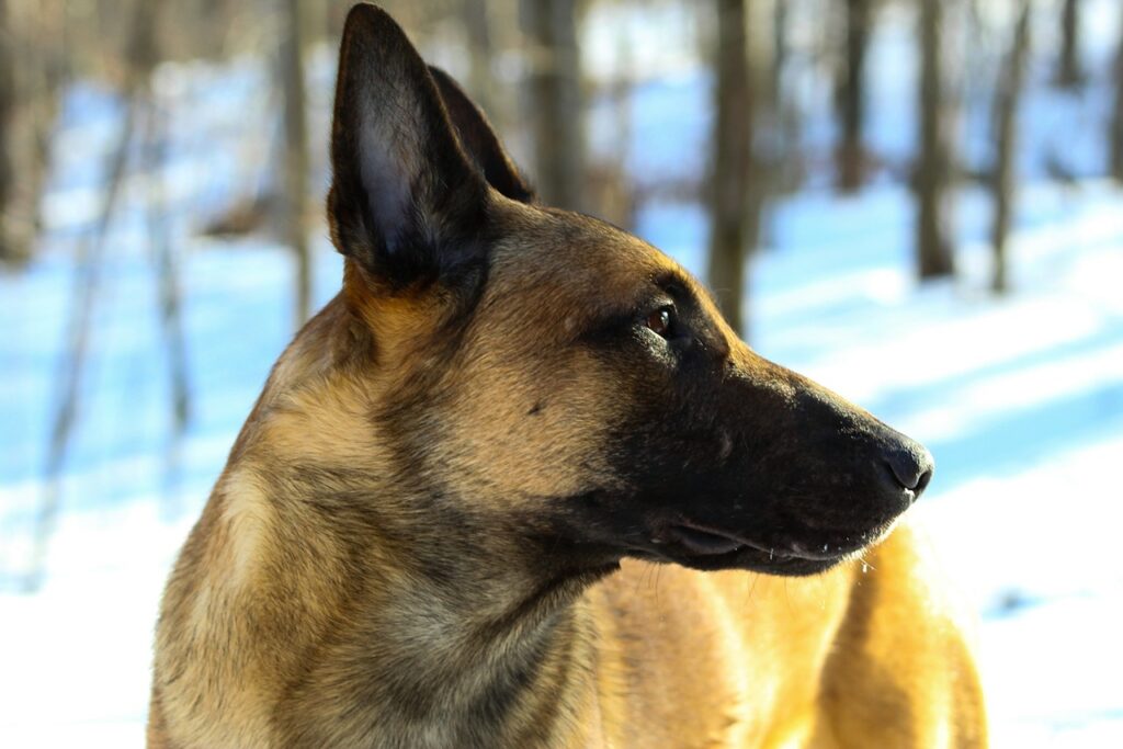 Belgian Malinois