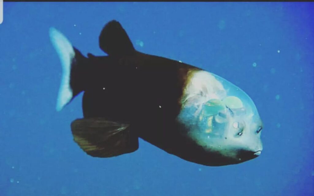 Barreleye Fish