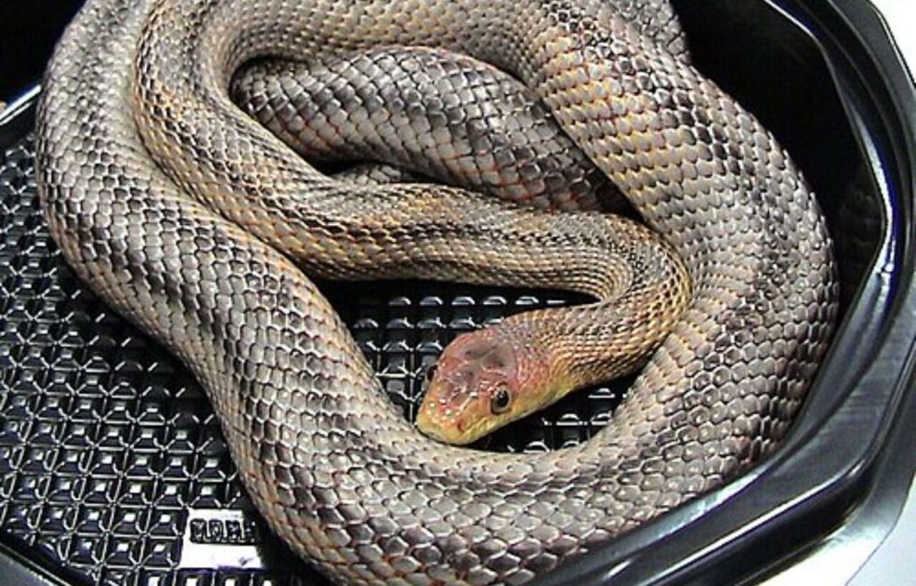 Baird’s Rat Snake