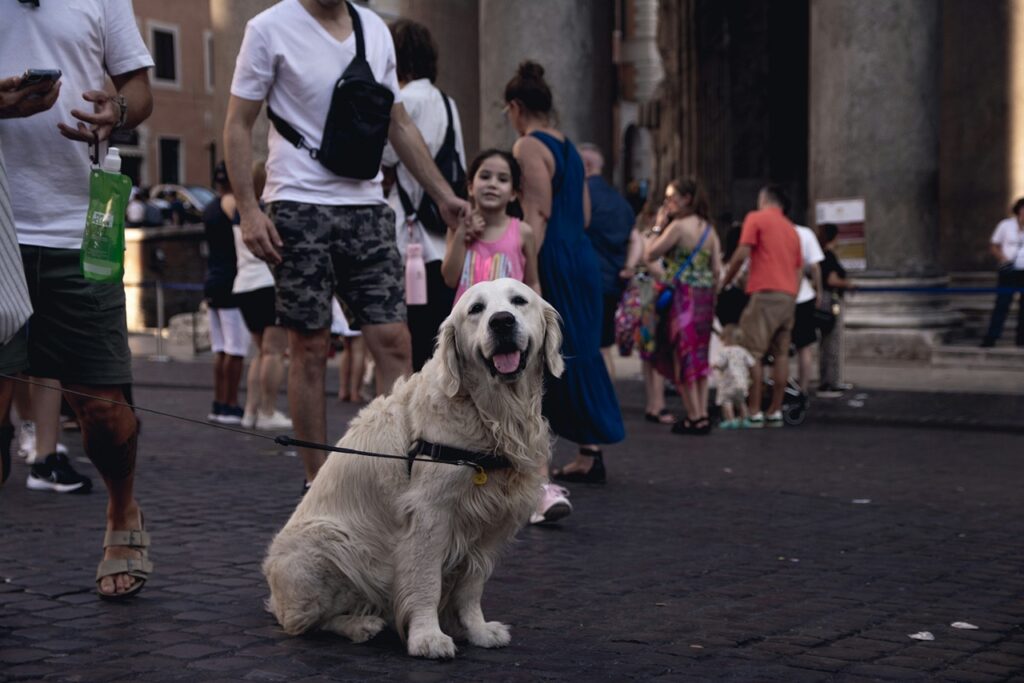 Dog In Public