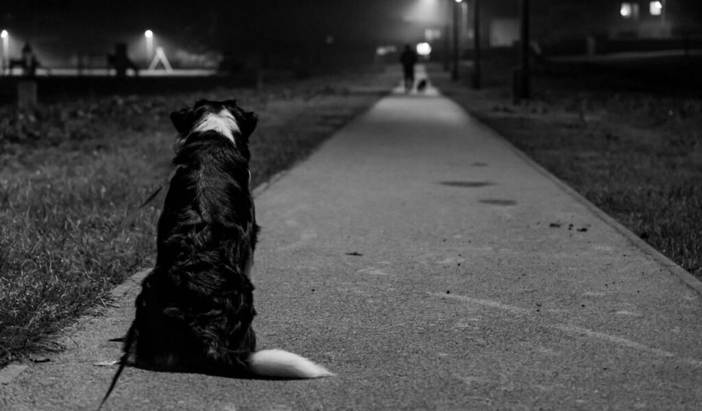 Border Collie Waiting in Nighttime Park