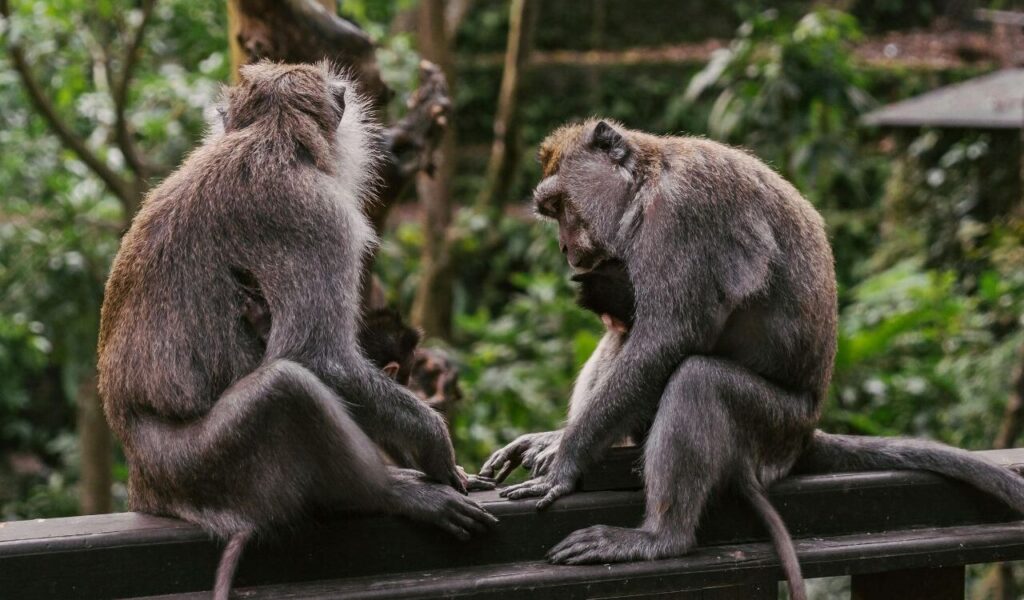 Photo of Macaque Monkeys on a Railing