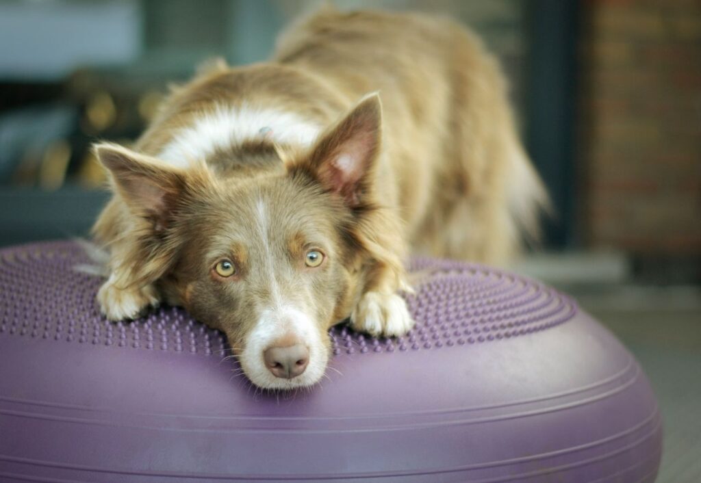 border collie staring at person