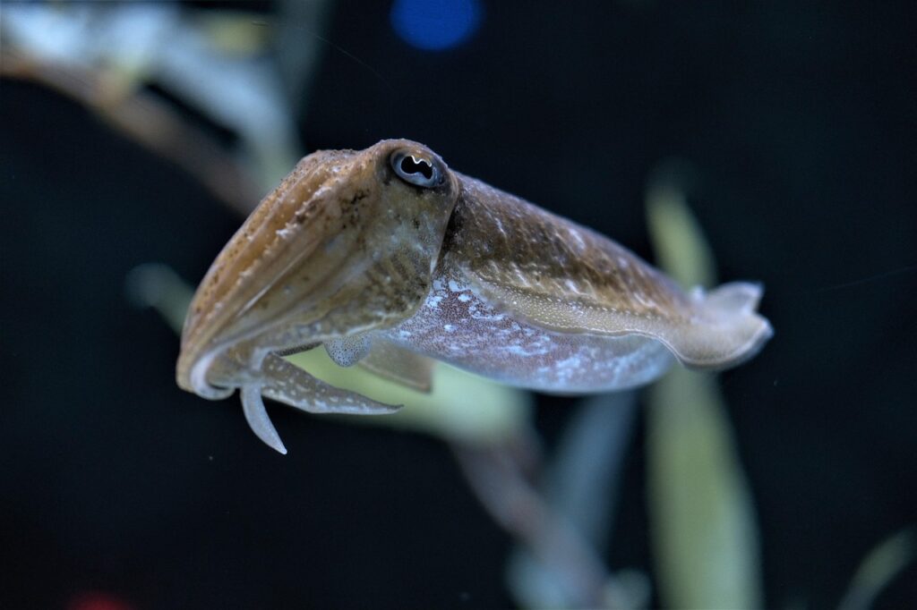 A Cuttlefish