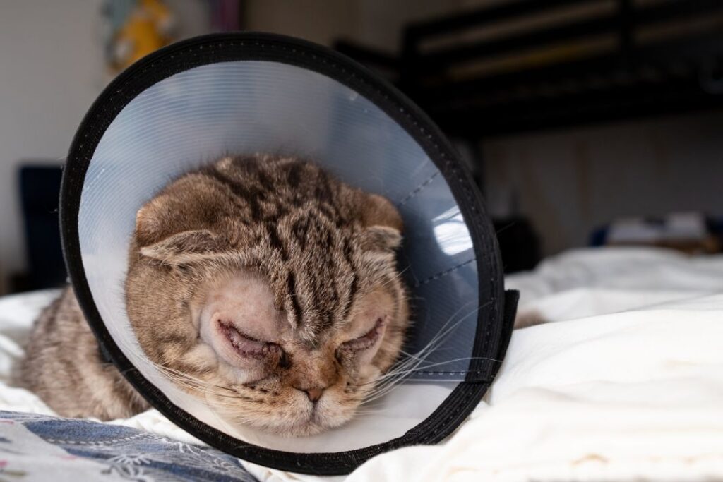 Cat after Entropion surgery