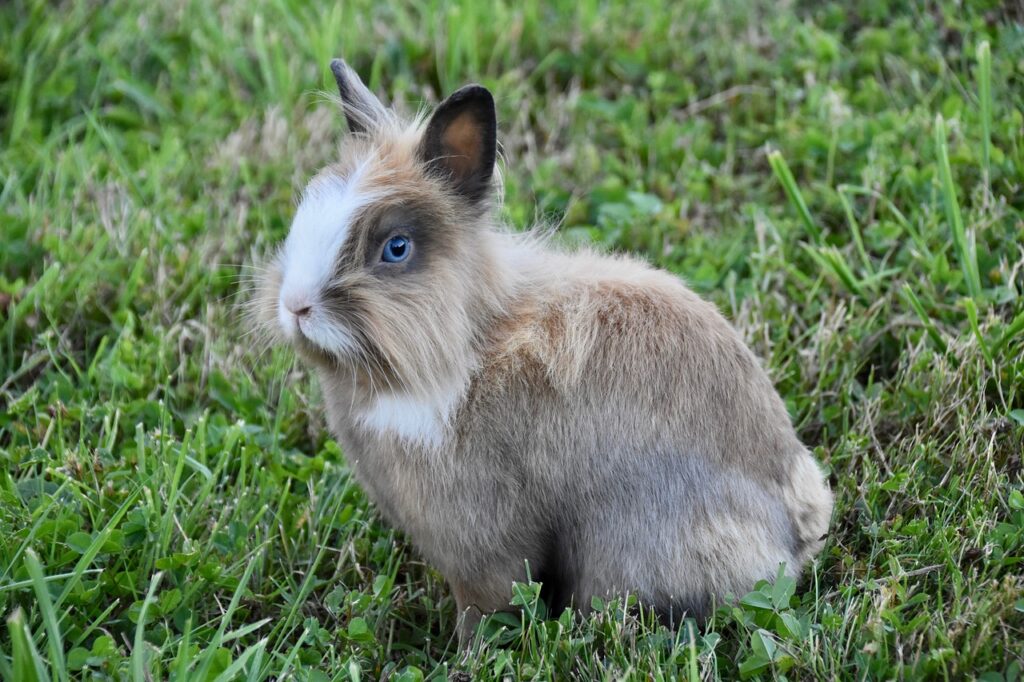 rabbit