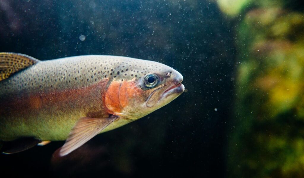 Rainbow trout swimming underwater.