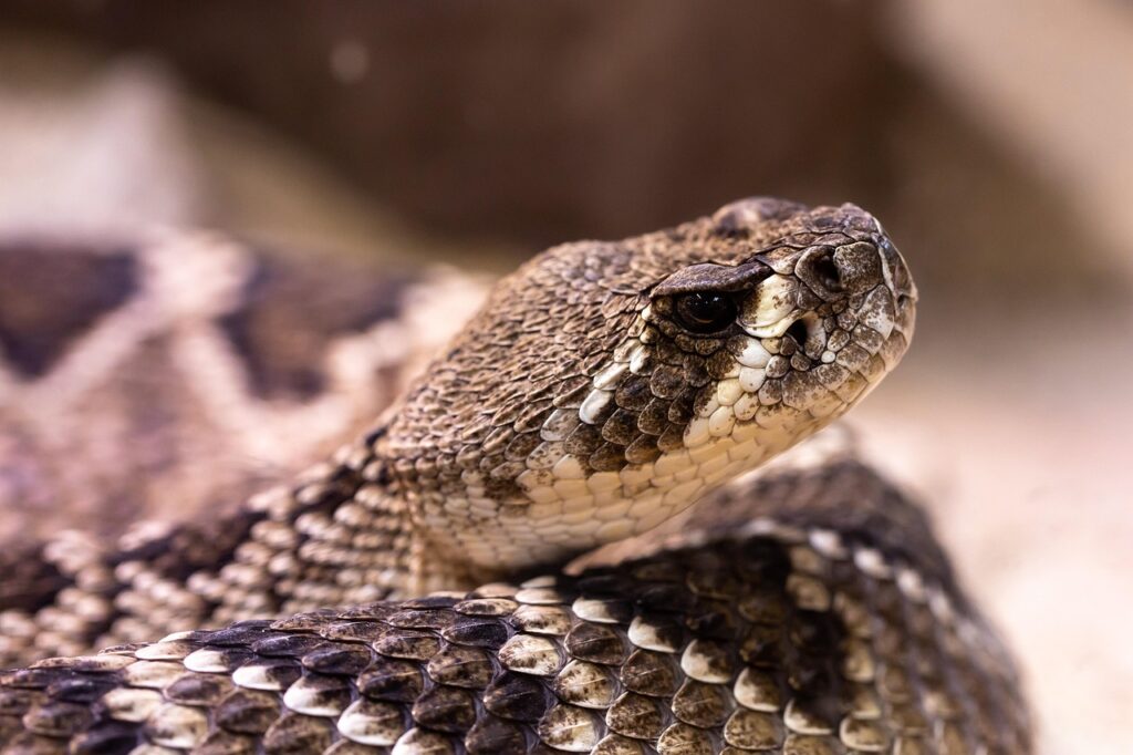 rattlesnake-4701667_1280