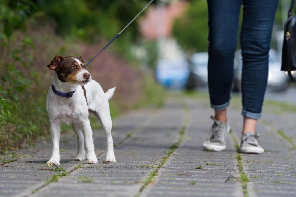 Dog Skipping Daily Walks