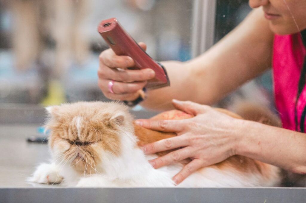 cat grooming