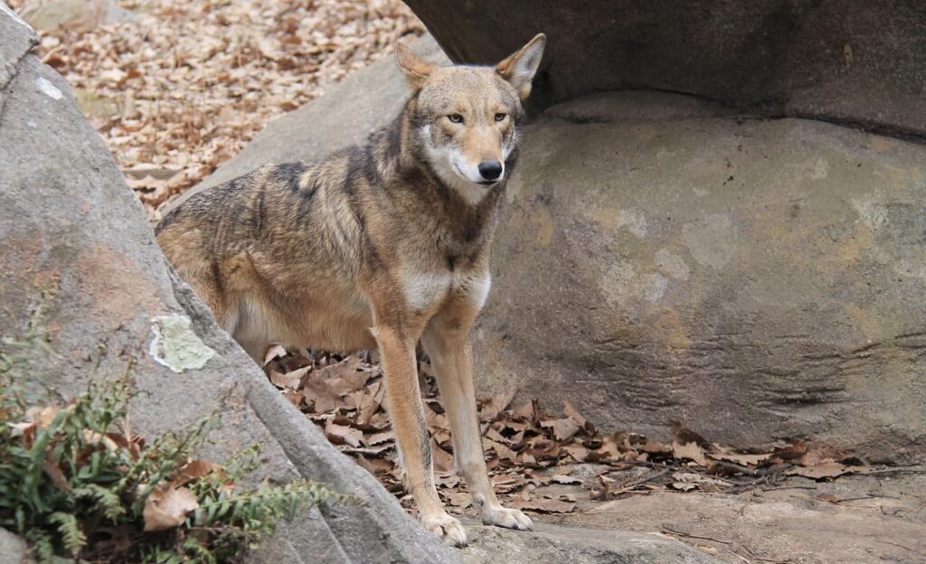 Red wolf