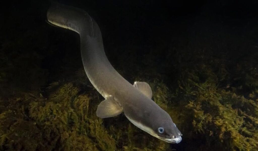 River eel swimming near mossy rocks in dark freshwater.