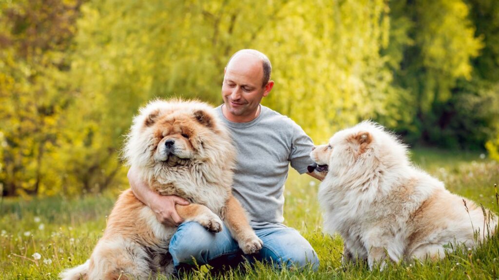 Young couple with the dogs in the park. chow Chow.