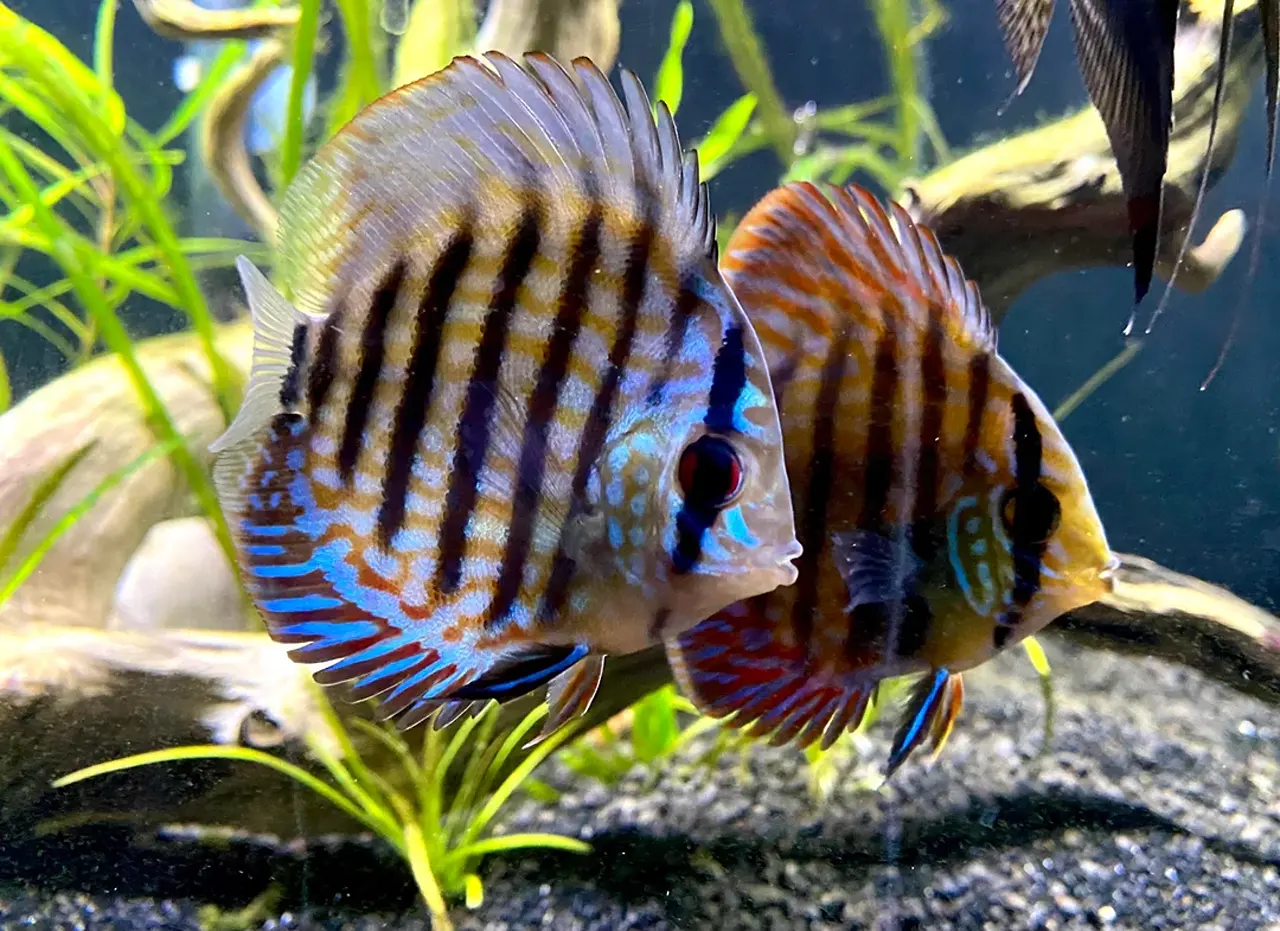 Red Turquoise Discus Fish