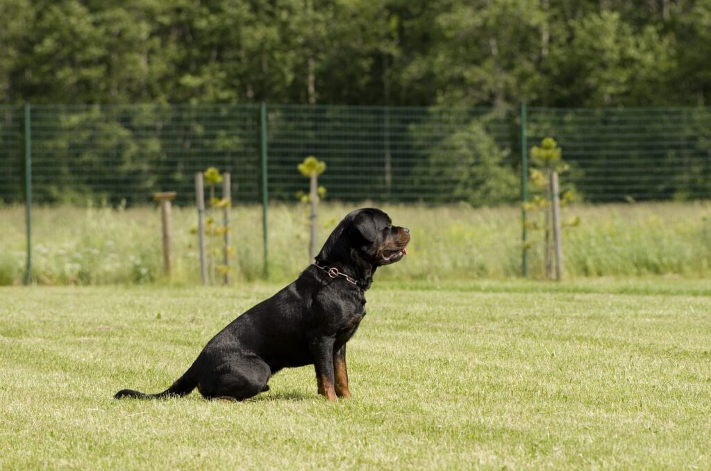Rottweiler