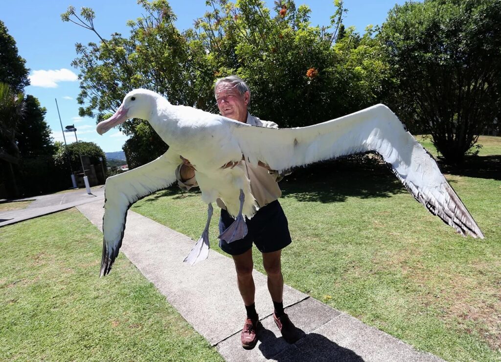 Wandering Albatross