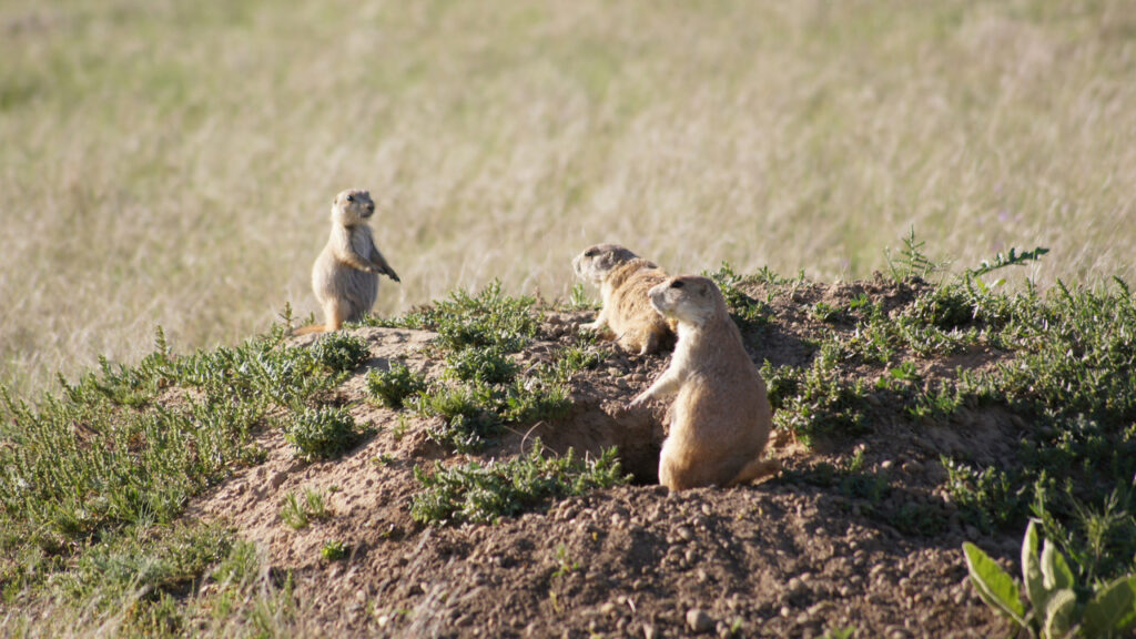 Utah Prairie Dog